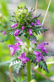 Attēlu rezultāti vaicājumam “Pedicularis palustris flower”