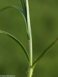 Attēlu rezultāti vaicājumam “Carex hirta female flower”