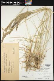 Attēlu rezultāti vaicājumam “Calamagrostis epigeios”