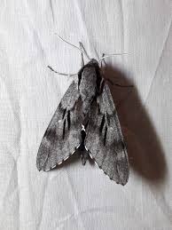 Attēlu rezultāti vaicājumam “Sphinx pinastri”