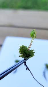 Attēlu rezultāti vaicājumam “Dicranum scoparium sporophyte”