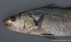 Image result for Argyrosomus coronus