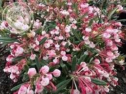 Attēlu rezultāti vaicājumam “Andromeda polifolia bud”