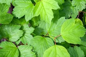 Attēlu rezultāti vaicājumam “Viburnum opulus leaf”
