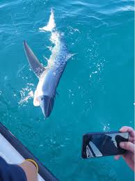 Image result for Prionace glauca