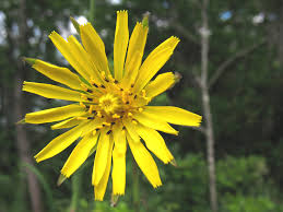 Attēlu rezultāti vaicājumam “Tragopogon pratensis subsp. pratensis leaf”