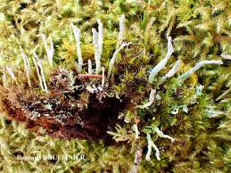 Attēlu rezultāti vaicājumam “Cladonia coniocraea”