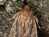 Attēlu rezultāti vaicājumam “Amphipyra livida”