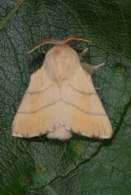 Attēlu rezultāti vaicājumam “Malacosoma neustria”