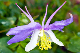 Image result for Aquilegia caerulea
