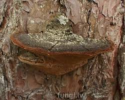 Attēlu rezultāti vaicājumam “Phellinus chrysoloma”