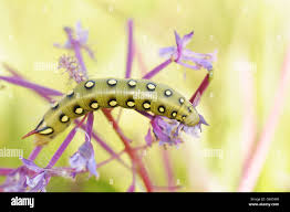 Attēlu rezultāti vaicājumam “Hyles gallii imago”