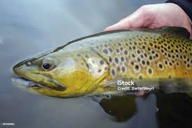 Image result for Salmo trutta