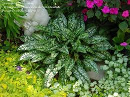 Attēlu rezultāti vaicājumam “Pulmonaria saccharata leaf”