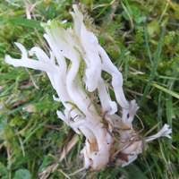 Attēlu rezultāti vaicājumam “Ramariopsis kunzei”