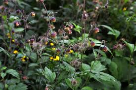 Attēlu rezultāti vaicājumam “Geum rivale bud”