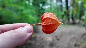 Attēlu rezultāti vaicājumam “Physalis alkekengi leaf”
