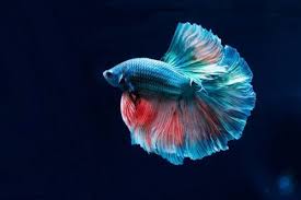 Image result for vissen