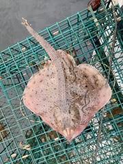 Image result for Leucoraja erinaceus