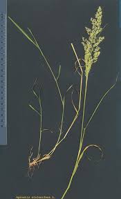 Attēlu rezultāti vaicājumam “Agrostis stolonifera”