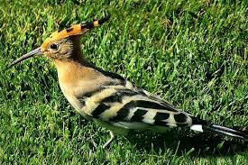 Attēlu rezultāti vaicājumam “Upupa epops”