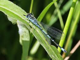 Attēlu rezultāti vaicājumam “Coenagrion pulchellum male”