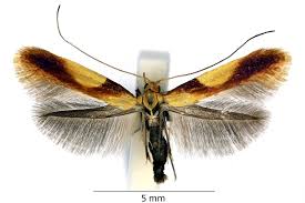 Attēlu rezultāti vaicājumam “Caloptilia alchimiella”