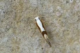 Attēlu rezultāti vaicājumam “Argyresthia pruniella”