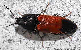 Attēlu rezultāti vaicājumam “Ampedus sp.”