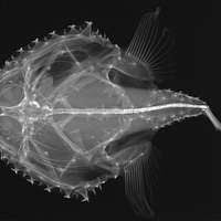 Image result for Paragaleus pectoralis