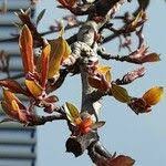 Attēlu rezultāti vaicājumam “Malus purpurea leaf”