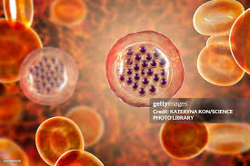 Attēlu rezultāti vaicājumam “Diderma radiatum plasmodium”