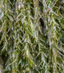 Attēlu rezultāti vaicājumam “Plagiothecium latebricola”