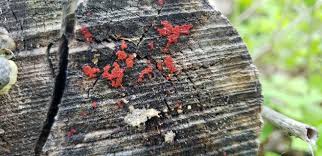 Attēlu rezultāti vaicājumam “Lycogala leopardinum young”