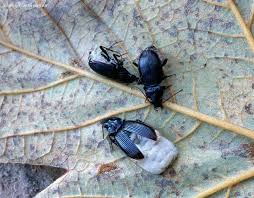 Attēlu rezultāti vaicājumam “Amara sp.”