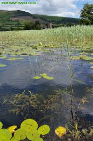 Attēlu rezultāti vaicājumam “Potamogeton lucens”
