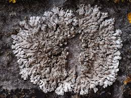 Attēlu rezultāti vaicājumam “Phaeophyscia orbicularis”