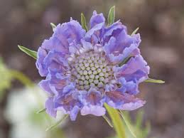 Image result for Scabiosa col.`Butterfly Blue`
