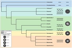 Attēlu rezultāti vaicājumam “Hemitrichia leiotricha stalked”