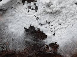 Attēlu rezultāti vaicājumam “Athelia arachnoidea”