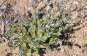 Attēlu rezultāti vaicājumam “Myosotis ramosissima”