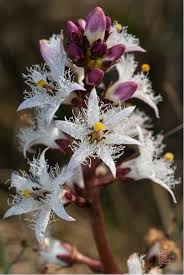 Attēlu rezultāti vaicājumam “Menyanthes trifoliata bud”
