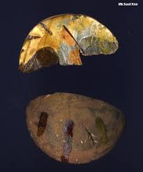 Attēlu rezultāti vaicājumam “Boletus luridus”