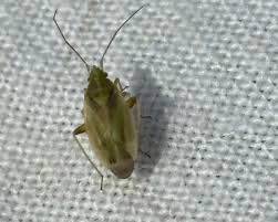 Attēlu rezultāti vaicājumam “Lygus pratensis nymph”