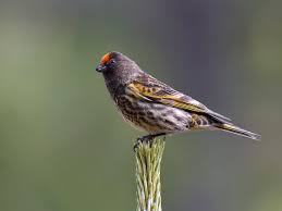 Image result for Serinus serinus