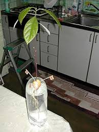 「アボカド大臣」の画像検索結果