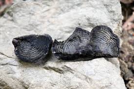 Attēlu rezultāti vaicājumam “Daldinia concentrica”