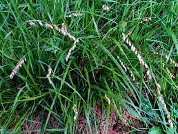 Attēlu rezultāti vaicājumam “Melica nutans flower”