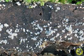 Attēlu rezultāti vaicājumam “Hyaloscypha hyalina”