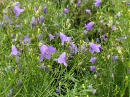 Attēlu rezultāti vaicājumam “Campanula rotundifolia”